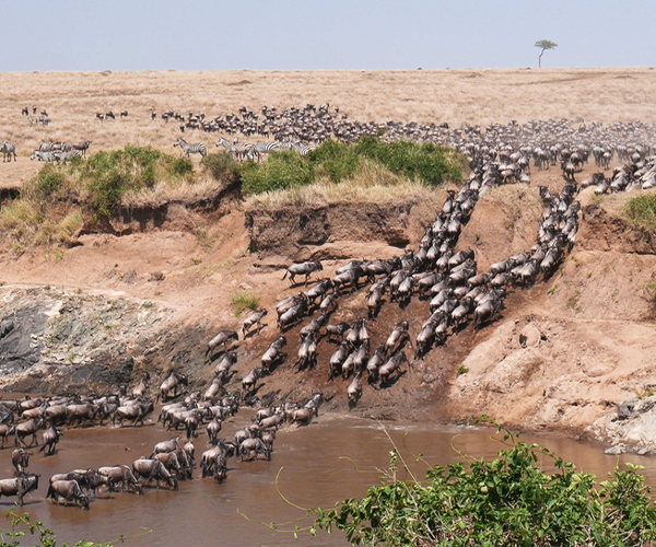 Masai Mara National Reserve