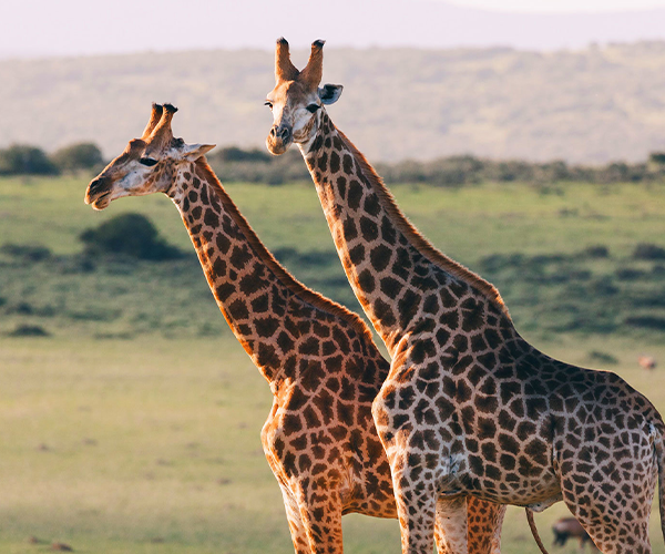 Samburu National Reserve