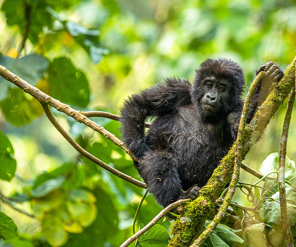 Bwindi Impenetrable Forest | Uganda