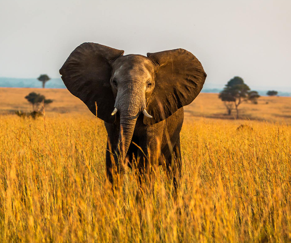 Murchison Falls National Park | Uganda