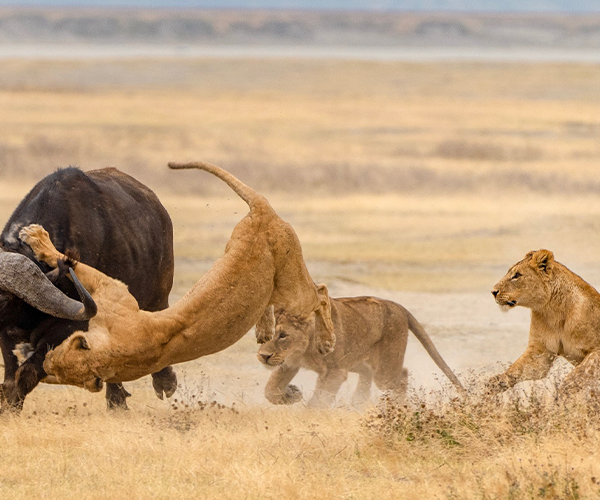 Ngorongoro Crater